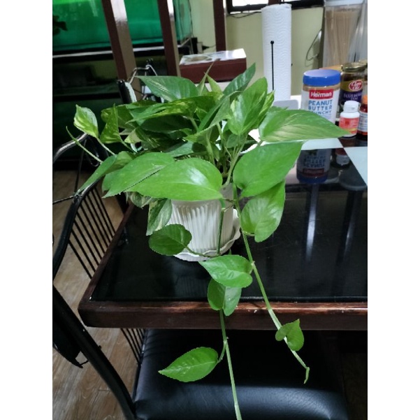 golden pothos trailing Lucky plant big size in a pot 2 variety in a po ...