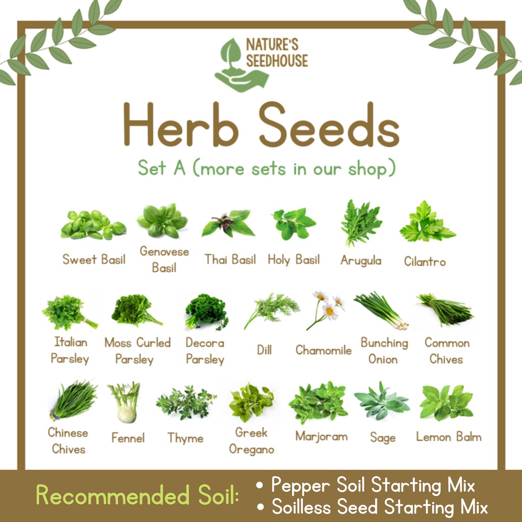 basil seeds - Best Prices and Online Promos - Feb 2023 | Shopee Philippines