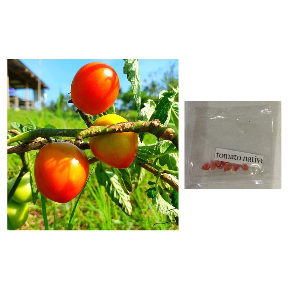 Native Local Tomato Vegetable Plant Seeds Shopee Philippines