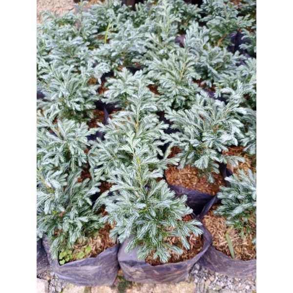 Cypress Himalayan Blue Pine Tree Plant *luzon only* Shopee Philippines