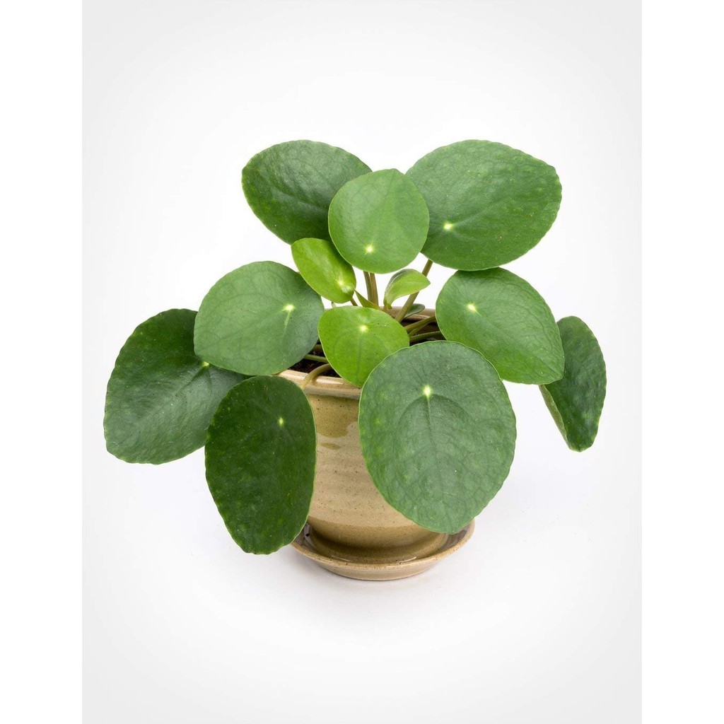 100pcs seed Pilea Peperomioides Chinese Money Plant Seeds Easy to Grow