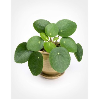 100pcs seed  Pilea Peperomioides Chinese Money Plant Seeds Easy to Grow #3
