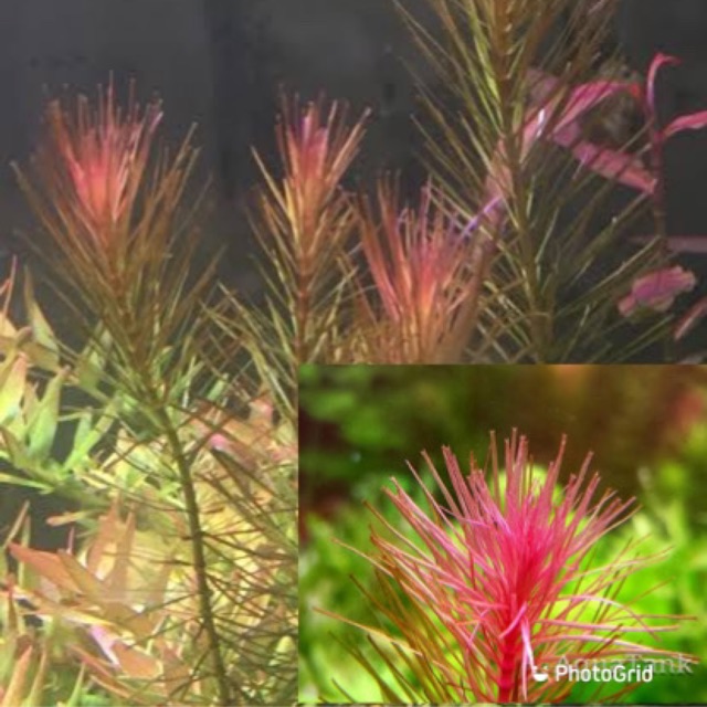 Rotala Maka Red Aquatic Plants for Aquarium Aquascape Rotala Maka Red Aquatic Plants for Aquarium Aquascape