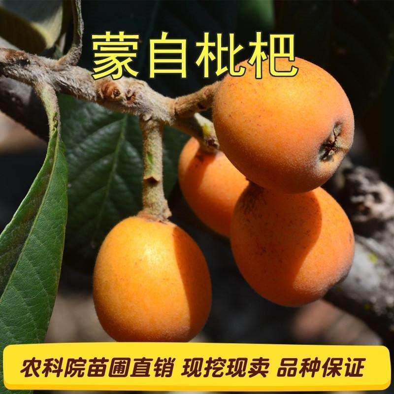 Yard Outdoor Living Fruit Plant New varieties grafted extralarge pipa