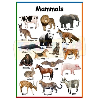 Mammals, Reptiles, Amphibians A4 Size Thick Laminated Educational Wall Chart  for Kids | Shopee Philippines