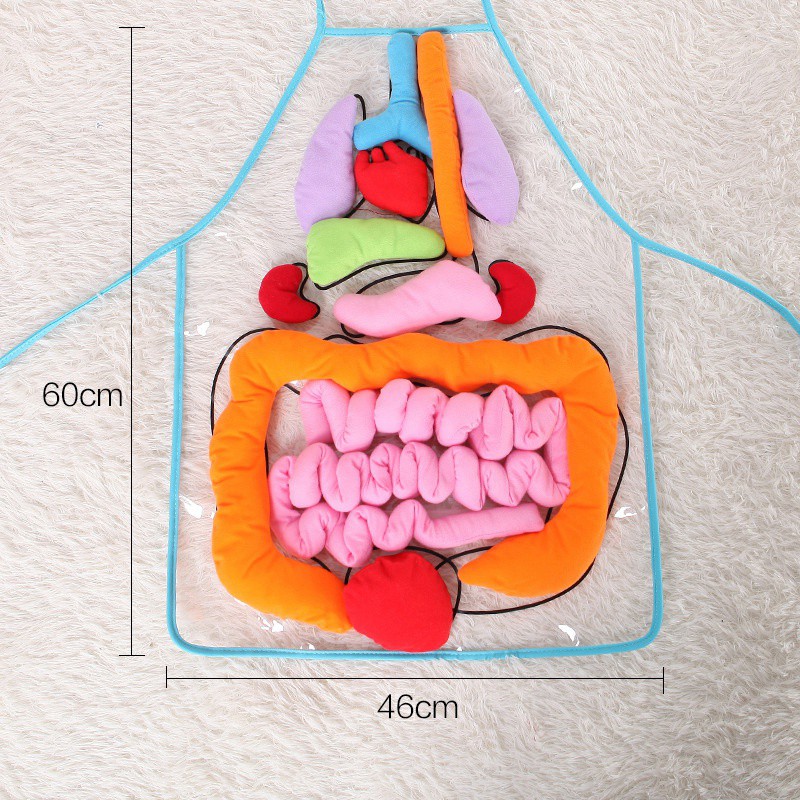 kids anatomy apron