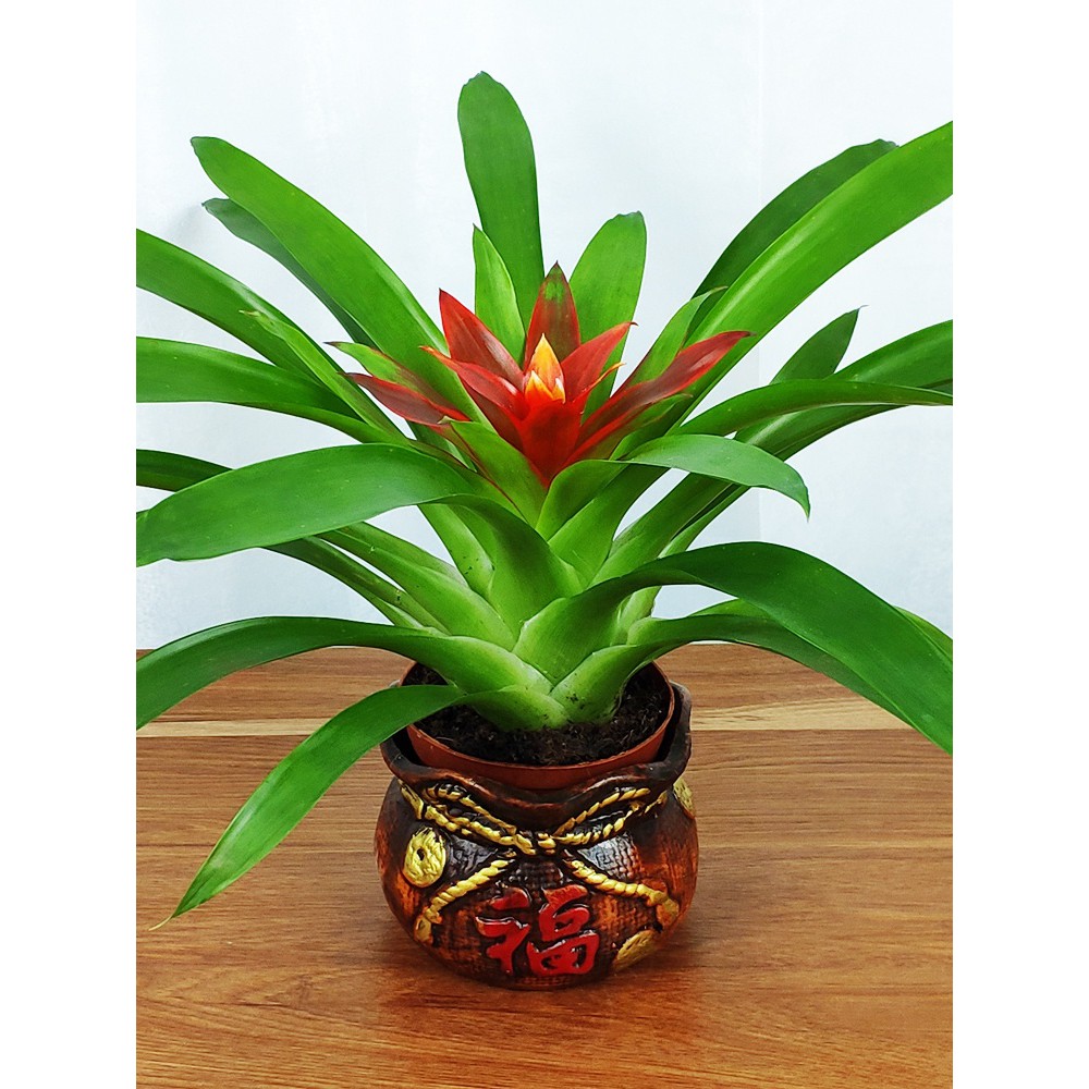 100pcs potted hydroponic plants are evergreen all the year round