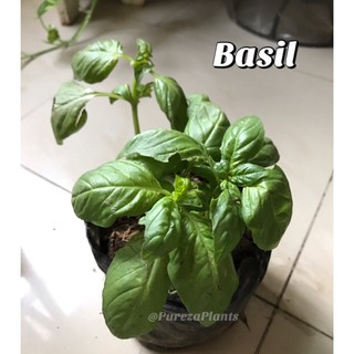 Basil Herb Live Plant with Soil Well Rooted (COD) #3