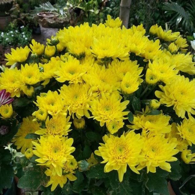 Malaysian Mums Flower Best Flower Site