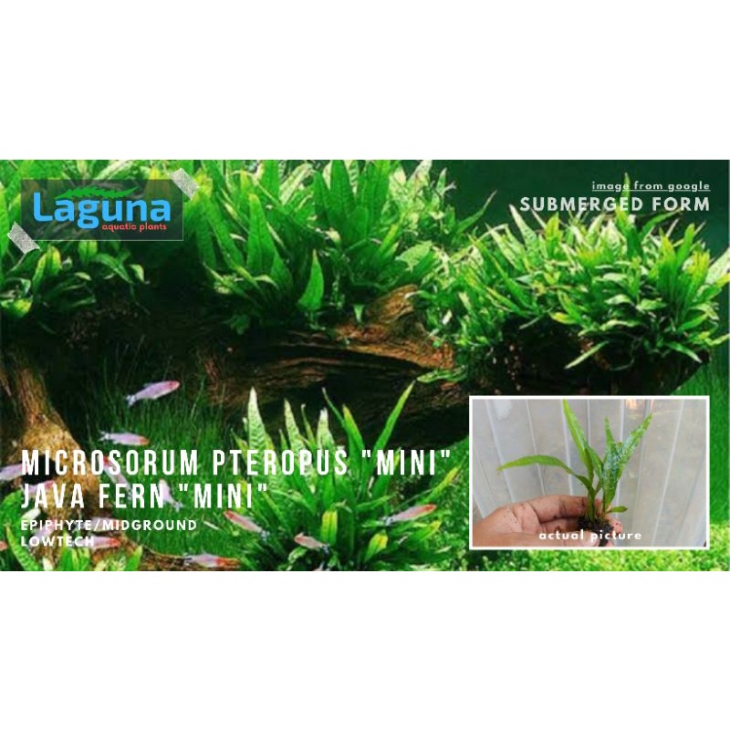 Microsorum Pteropus Java fern Mini/Regular lowtech aquatic plants ...
