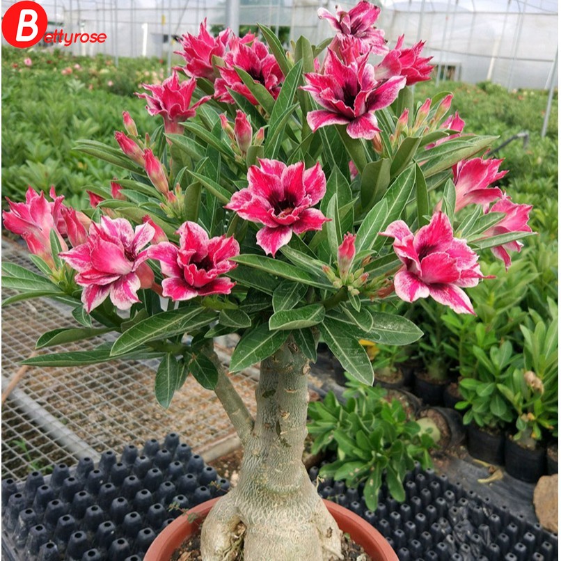 2pcs Desert Rose (Adenium obesum) Seeds