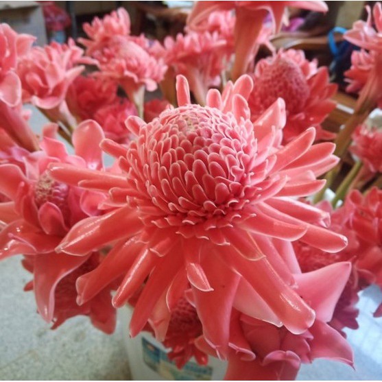 100PCS Pack Perennial Etlingera Elatior Flower Bonsai Seeds