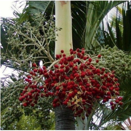 royal palm seeds