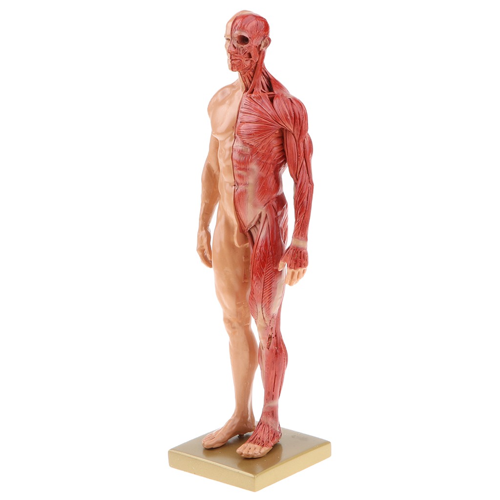 Flameer 11inch Male Anatomy Figure Model Anatomical Reference For Artists Skin Color Shopee Philippines