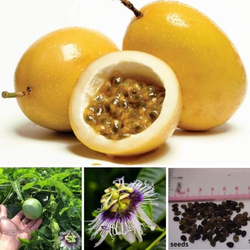 passion-fruit-seeds-3pcs-shopee-philippines