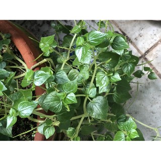 Ulasimang Bato Peperomia Pellucida pancit pancitan | Shopee Philippines