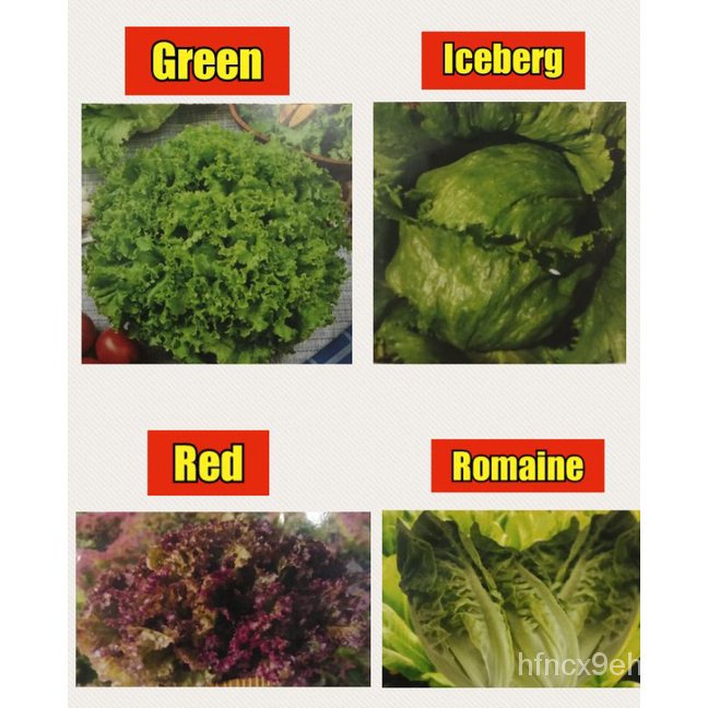Spot 100 plump seedsLETTUCE SEEDS, GREEN LETTUCE, RED LETTUCE, ICEBERG
