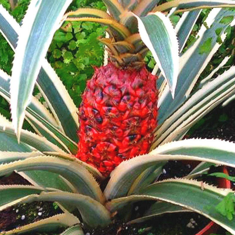 20Pcs/Bag Pineapple Seeds Dwarf Pineapple Plantas Tree Fruit Rare Bonsais