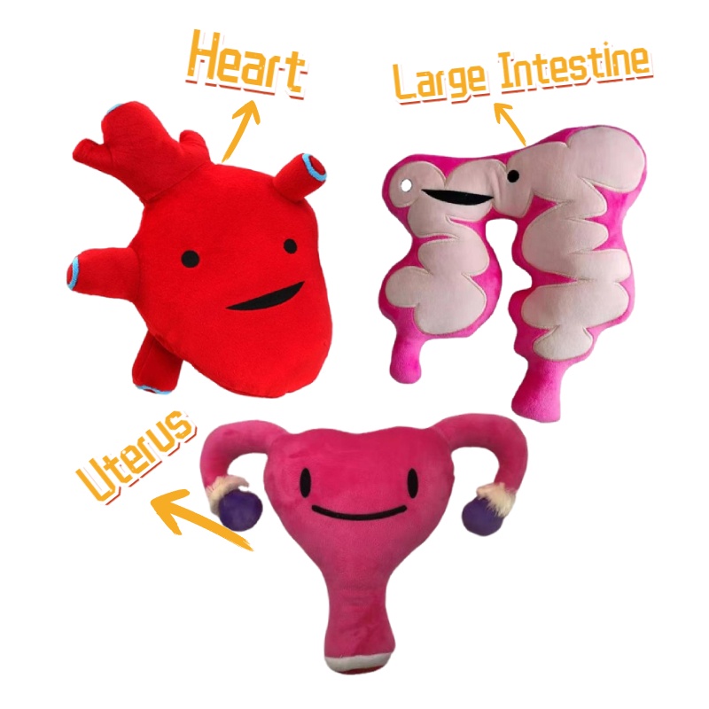 Detachable Organ Plush Toy Human body Anatomy Large Intestine Heart ...