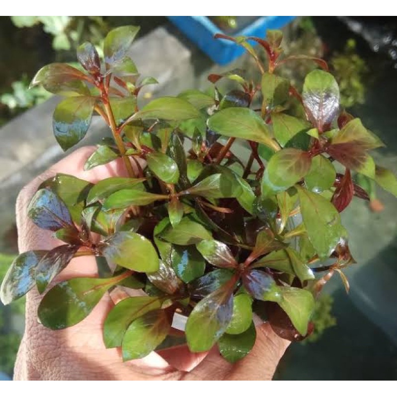 ludwigia repens emersed