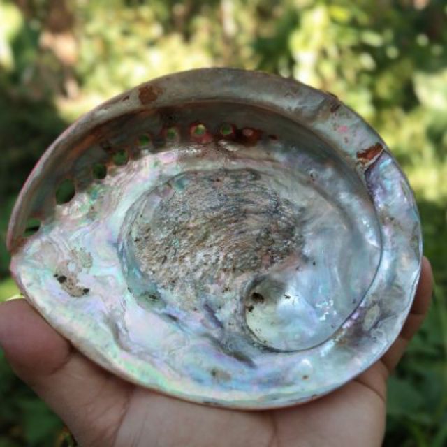 Abalone Shell Polished ! For Smudging Shopee Philippines