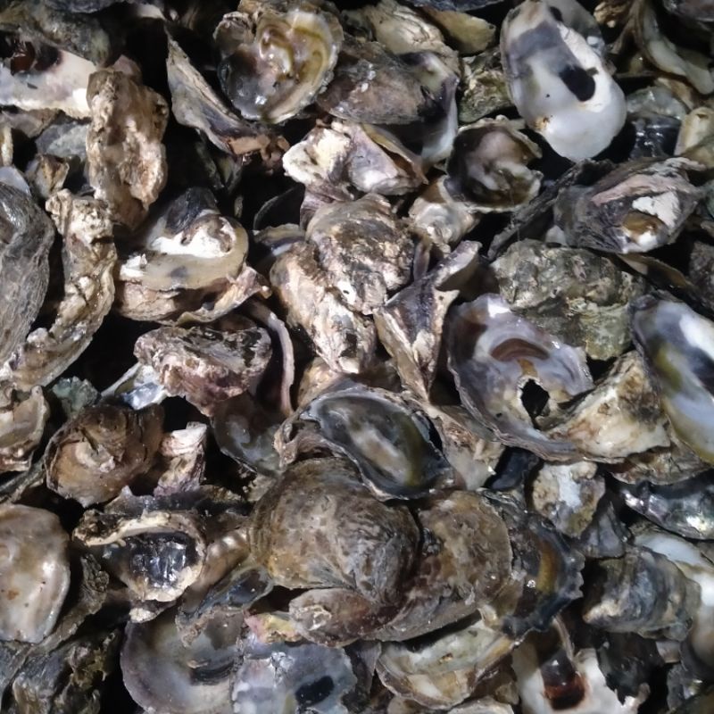 talaba-shell-cleaned-ready-to-use-shopee-philippines