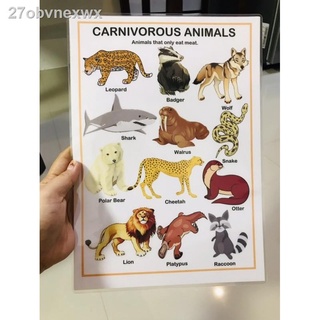 (COD)A4 Laminated Carnivore Herbivore Omnivore Animals Chart | Shopee ...