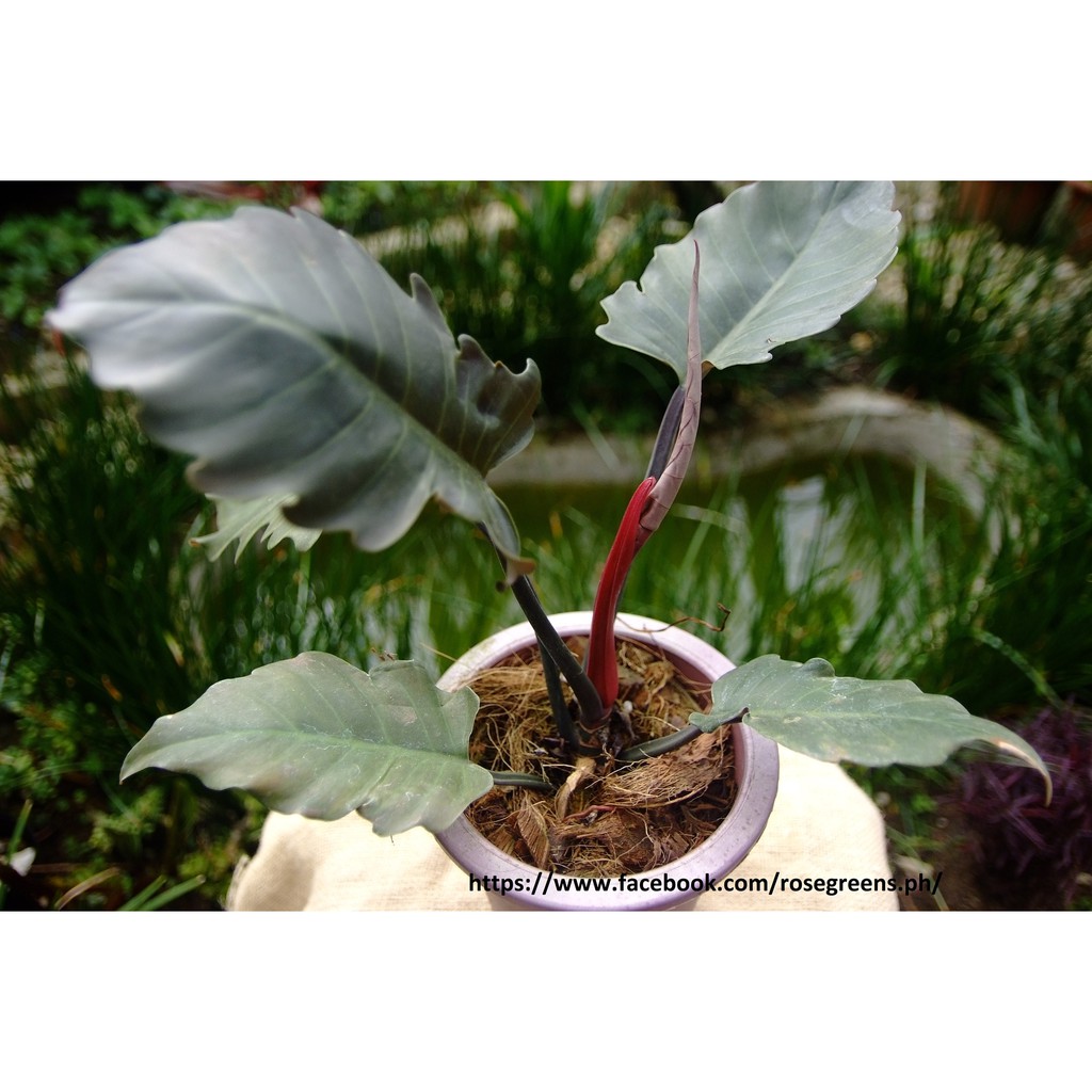 Philodendron Black Cardinal Choco Sunlight Shopee Philippines