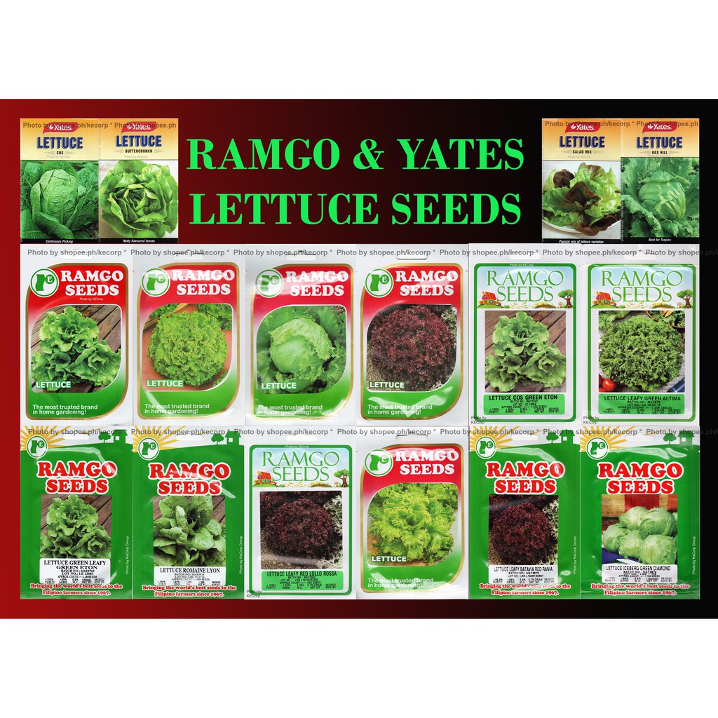 Ramgo & Yates Lettuce Seeds Sold per Pack per Variety Shopee