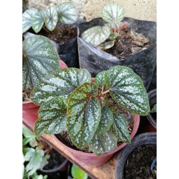 Begonia Varieties Common To Rare Shopee Philippines