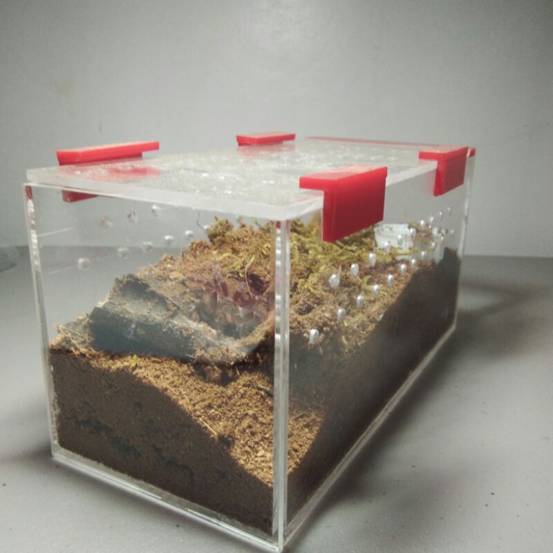 Acrylic Enclosure for Tarantulas | Shopee Philippines