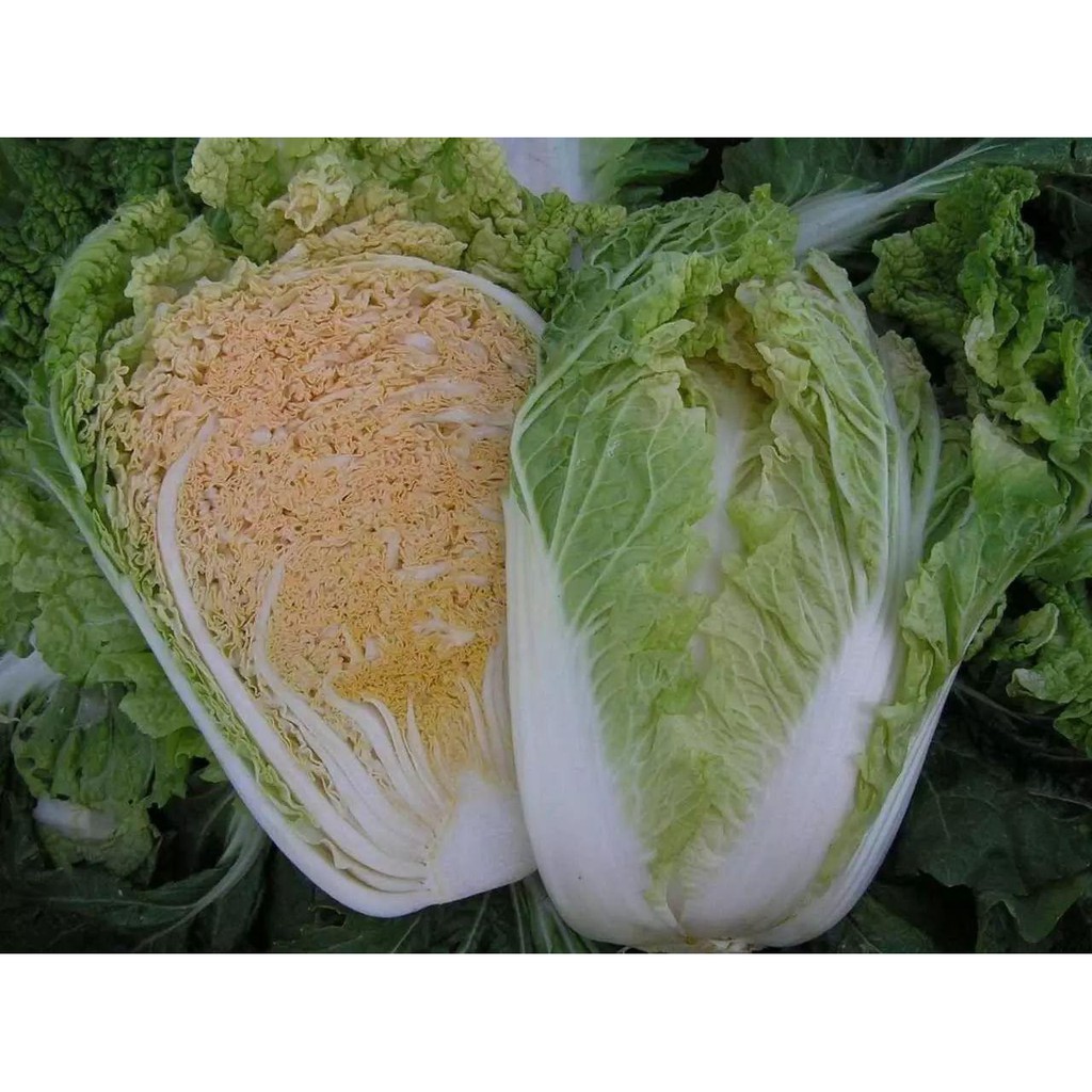 chinese-korean-napa-pechay-baguio-cabbage-inner-orange-red-vegetable