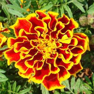New product discount Philippines Ready Stock 100 Pcs Seeds Yellow Orange Color Marigold Flower Seeds #3