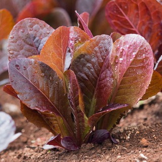 Red Romaine Seeds - Lettuce Seeds Rouge #4