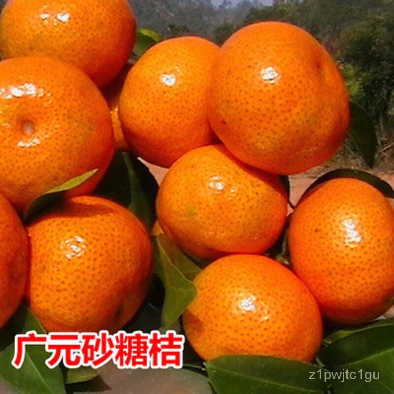 Authentic Grafting Seedless Honey Orange Sapling Granulated Sugar
