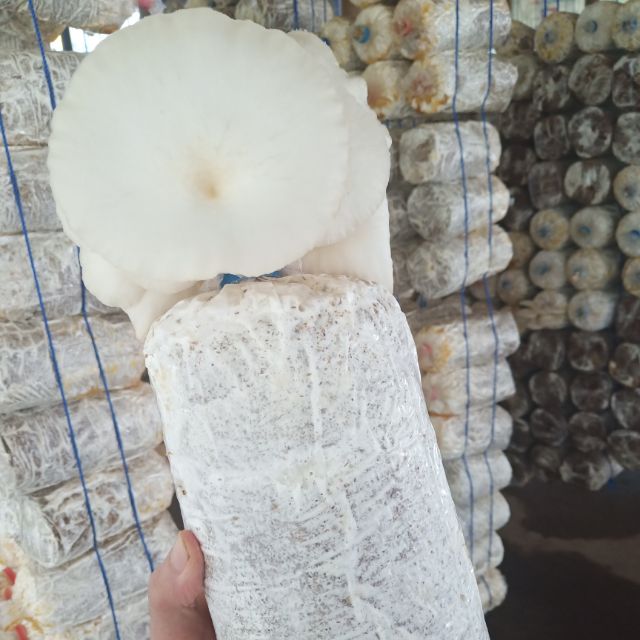 mushroom fruiting bag philippines