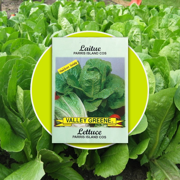 Lettuce Seeds Parris Island Cos Lettuce Seeds Leafy Vegetable Seeds
