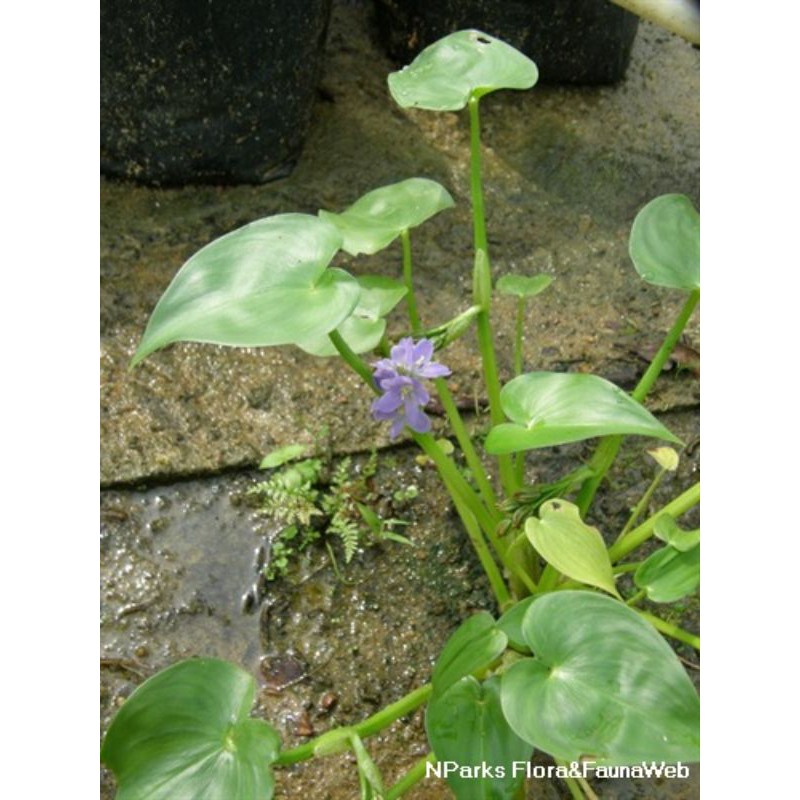 Pontederia Vaginalis (1 rhizome emersed stem with roots only) semi