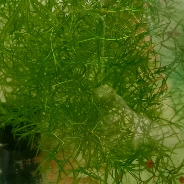 Guppy Grass AQUA PLANT for Aquarium/Tank/Pond Shopee Philippines