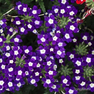 [Fast Delivery] High Quality Verbena Seeds for Sale Bonsai Potted Plant Seeds Gardening Seeds Easy t #5