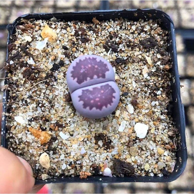 Lithops salicola /'Bacchus/' ’Sato’s Violet ’ one Plant