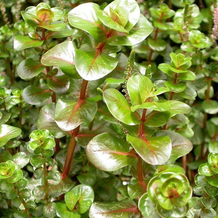 Rotala rotundifolia 'Shimoga', 7 [EMERSED] (Aquarium Aquatic