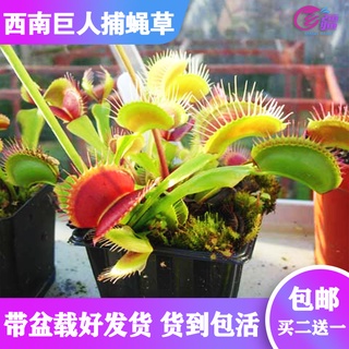 Base direct sales [Southwest Giant Venus flytrap] carnivorous plant pitcher plant mosquito repellent