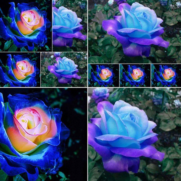 50Pcs Blue Rose Seeds Ornamental Flower Garden Bonsai Home Office Floral Decor