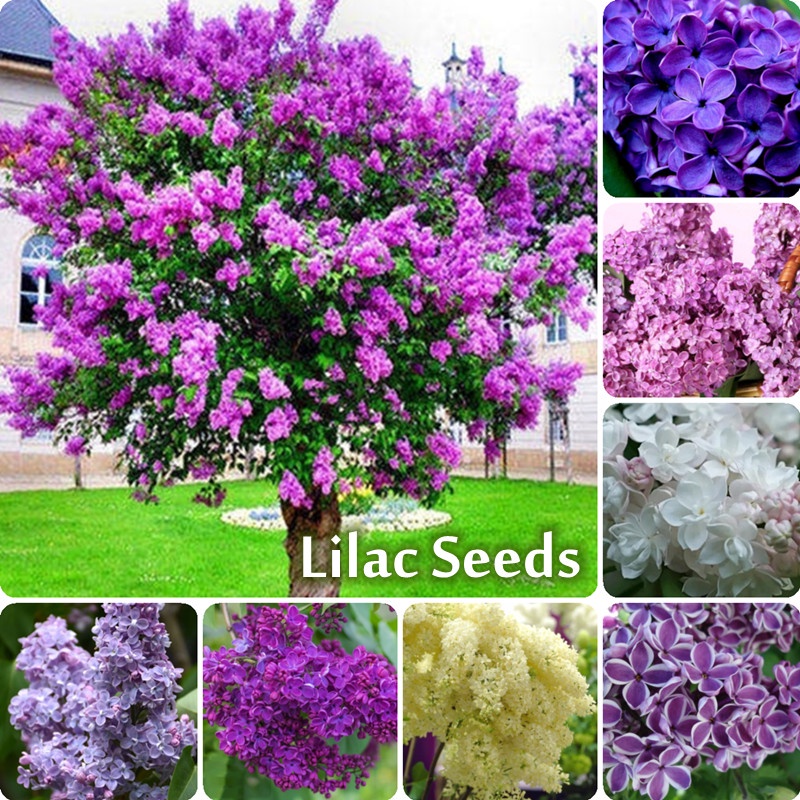 Mixcolor 50PCS Lilac Seeds Bonsai Tree Seeds for Planting Rare Japanese ...