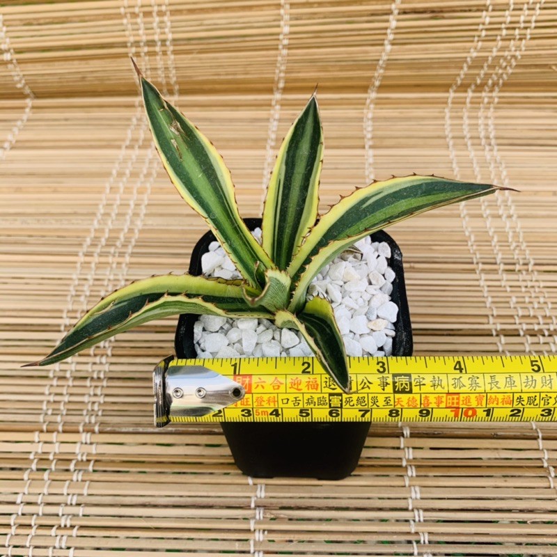 Tall Pot Square Pots Black Speckled White Shopee Philippines