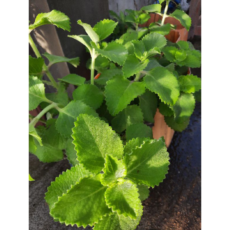 Oregano plant CUTTINGS Shopee Philippines