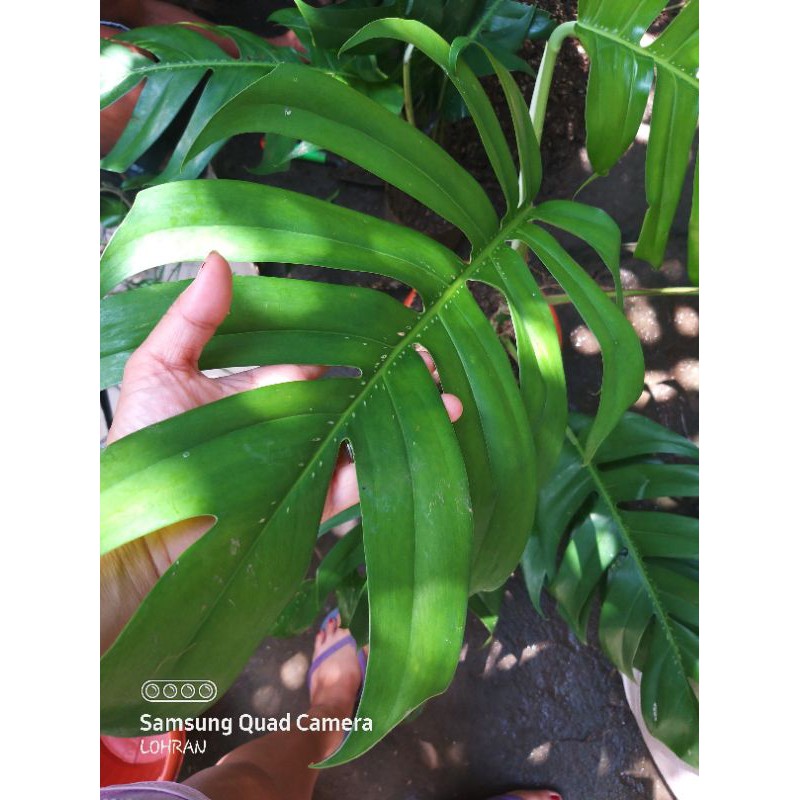 Monstera Dragon Tail plant BIg full leaves uprooted | Shopee Philippines