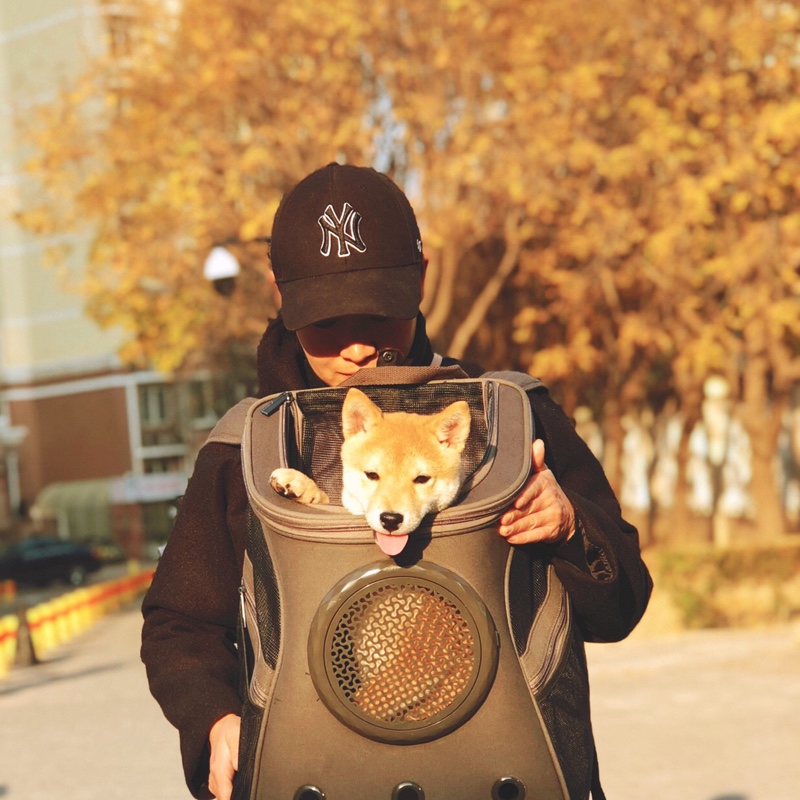 big dog carrier backpack