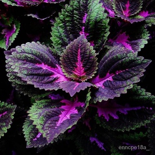 Singapore Ready-Made Stock Mallow Seeds100Pieces Rainbow Mallow Bonsai Seeds Maya Na Plants for Sale #2